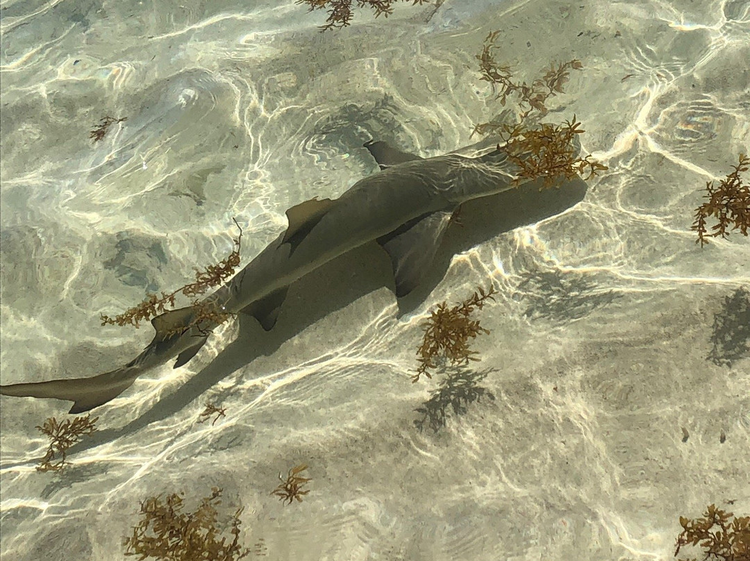 Gwada Walk Tour-Saint Francois必去景点