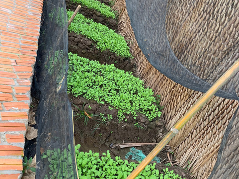 EcoTours-芹苴必去景点