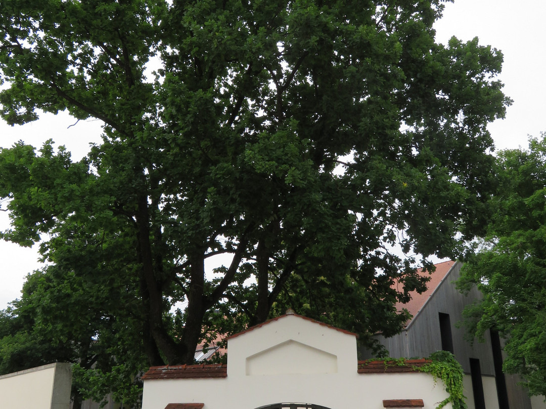 Schloss Hohenkammer主图