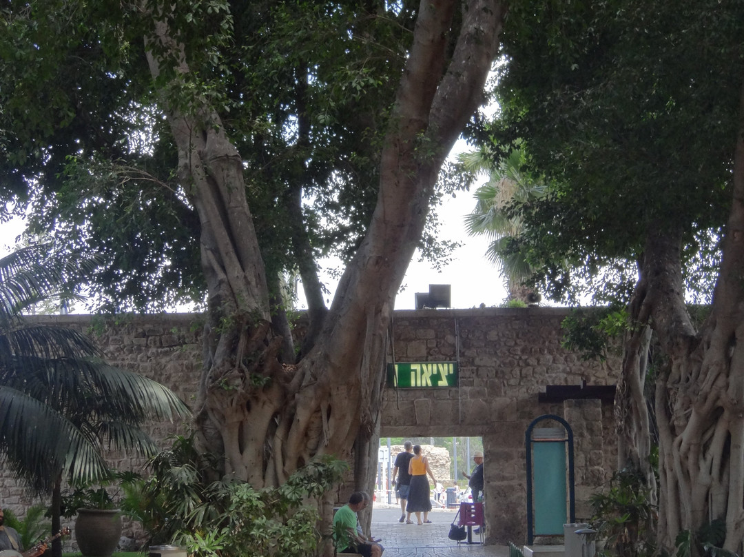 Citadel of Acre-阿克必去景点