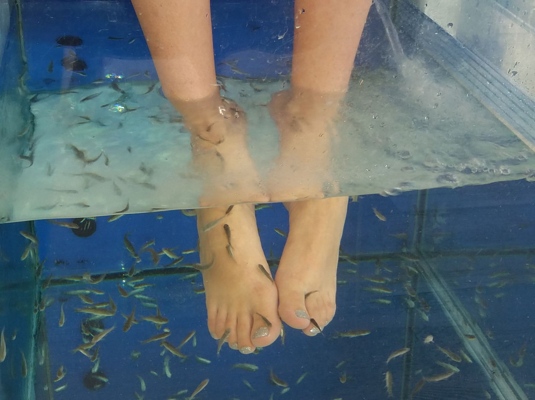 Dottor Fish Rimini-里米尼必去景点