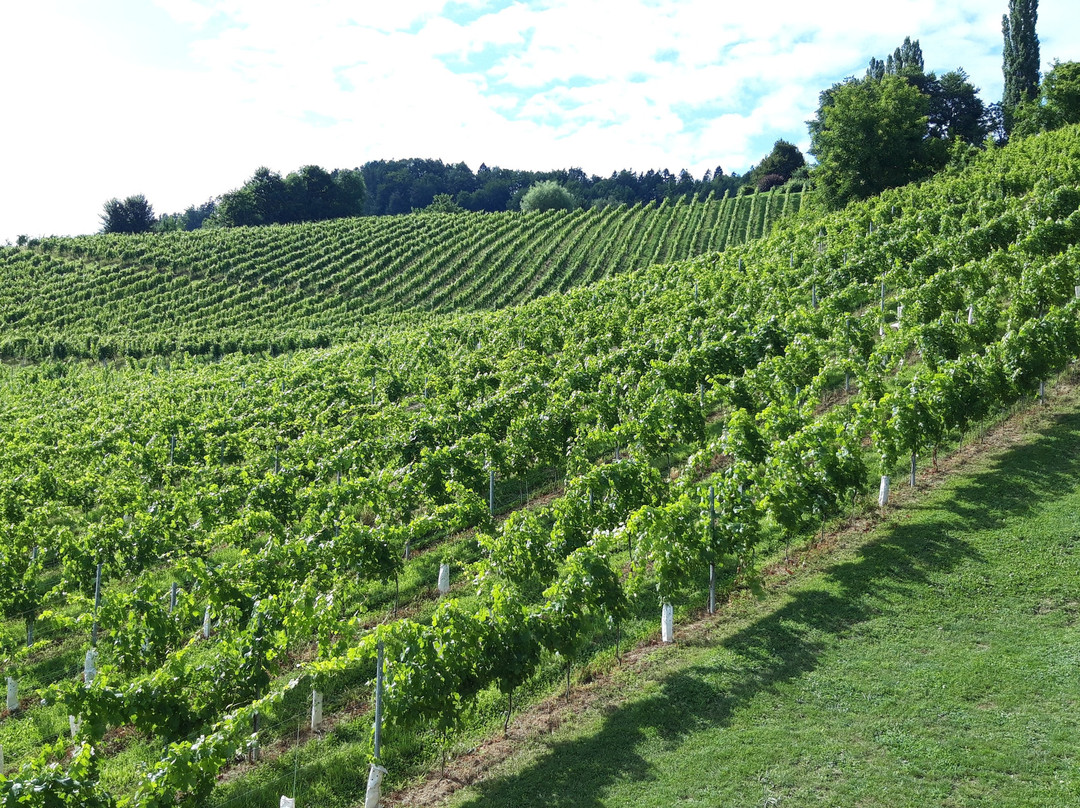 Vino Valdhuber-Zgornja Kungota必去景点