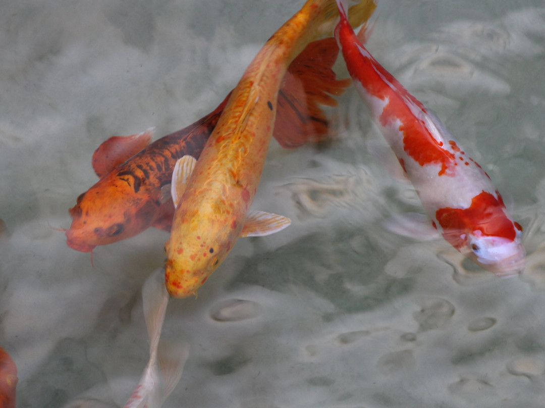 Royal Palm Plaza Resort Campinas主图