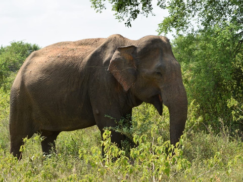 My Sri Lanka Tours with Sam-康提必去景点