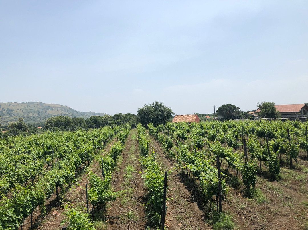VIVERA Etna Winery-林瓜格洛萨必去景点