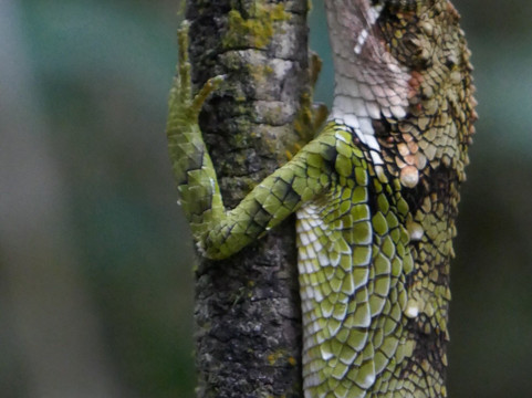 努沃勒埃利耶独树酒店主图