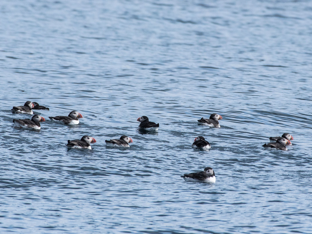 Puffin Safari景点图片