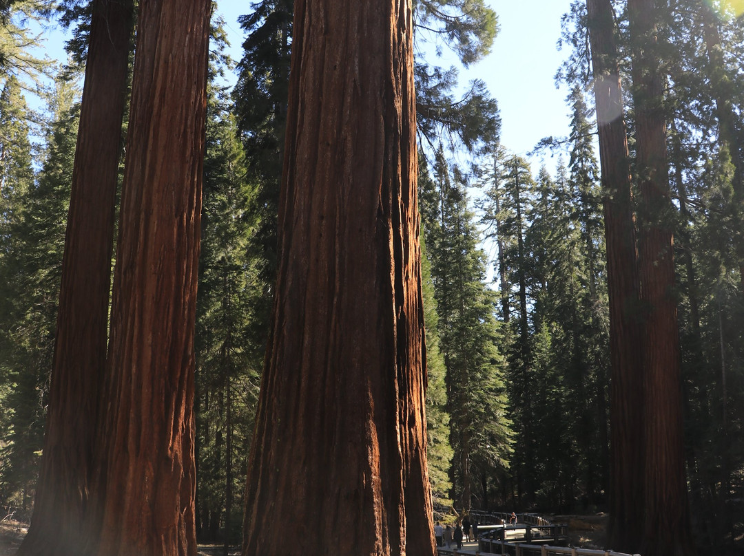 Big Tree Trail-优胜美地国家公园必去景点