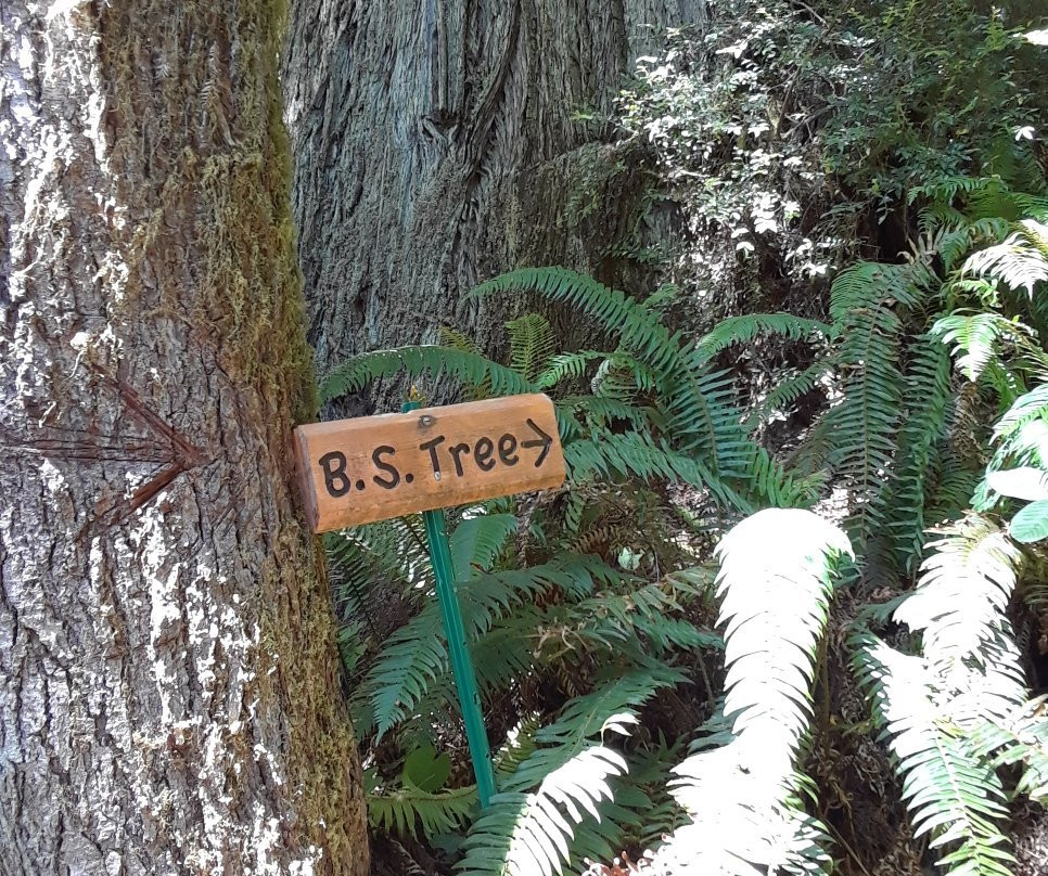 Boy Scout Big Tree Trail景点图片