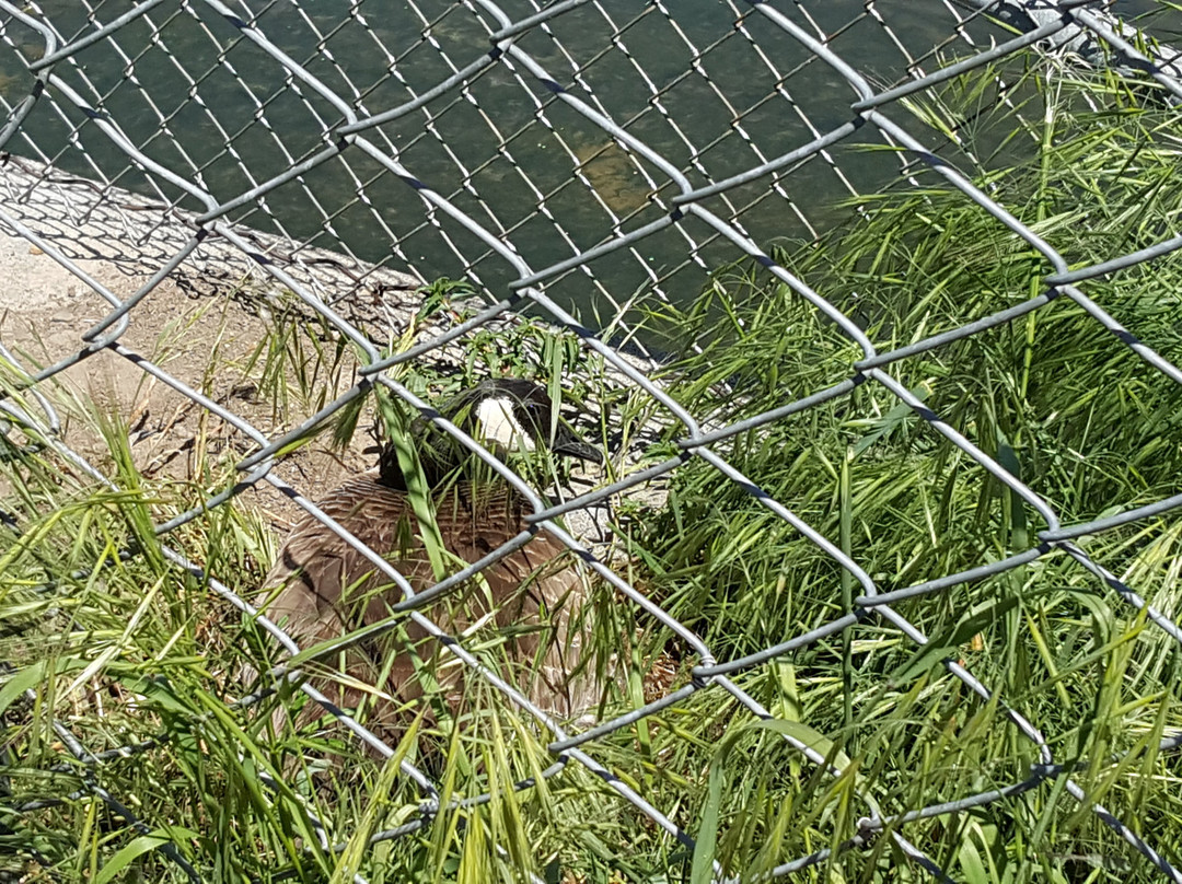 Contra Costa Canal Trail景点图片