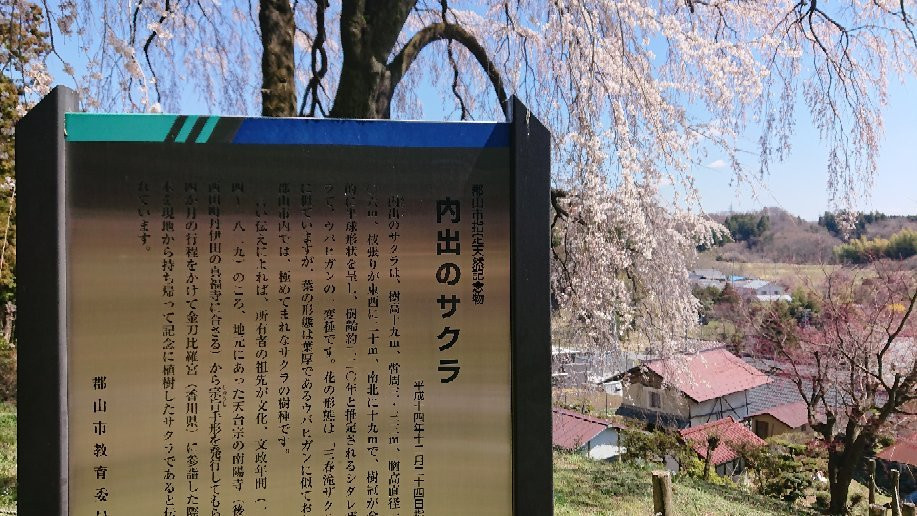Uchide Cherry Blossom-郡山市必去景点
