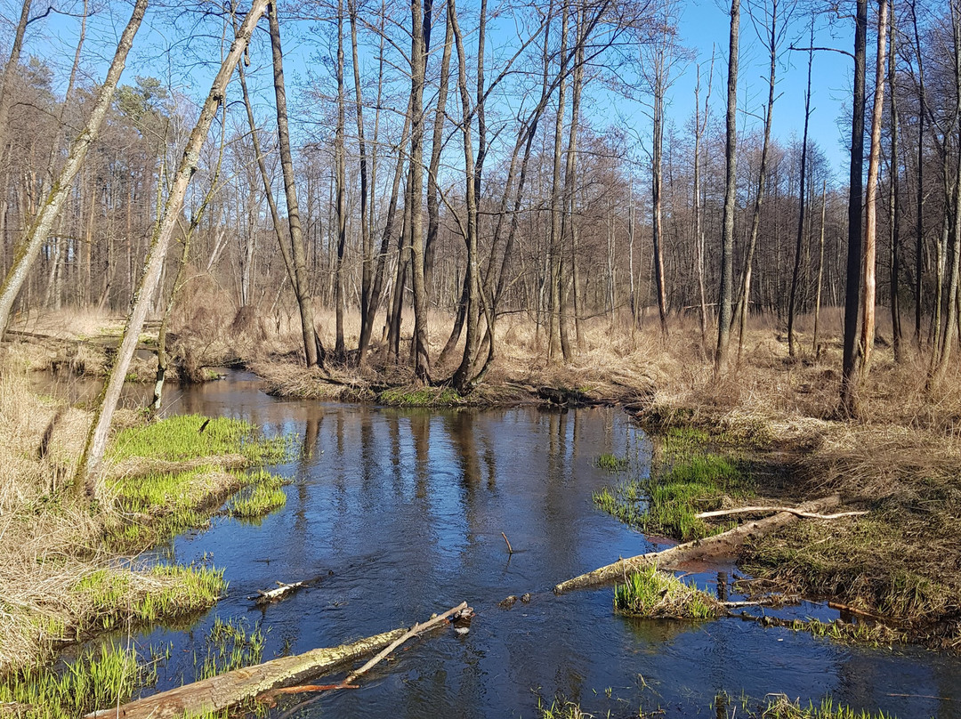 Zrodła Krolewskie-Kozienice必去景点