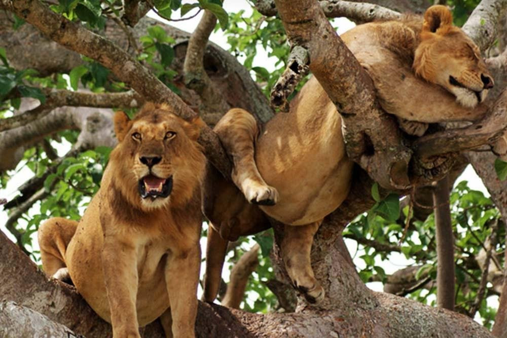 PETNAH AFRICA TOURS-坎帕拉必去景点