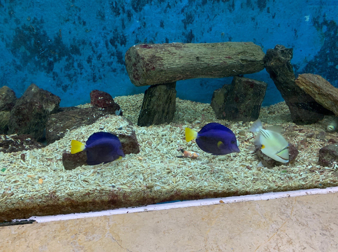 Aquarium Museum-亚历山大必去景点