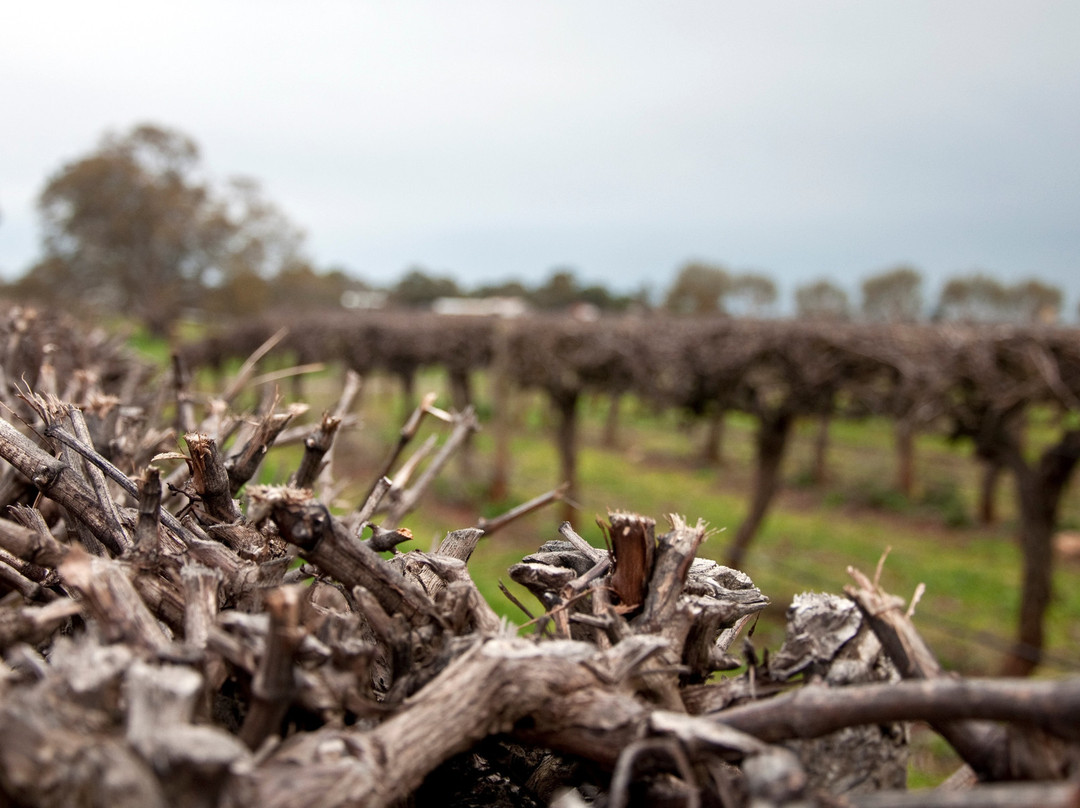 Majella Wines Coonawarra景点图片