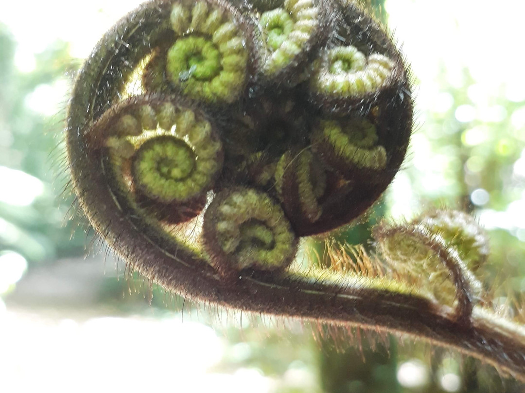 Maungakawa Scenic Reserve-剑桥必去景点
