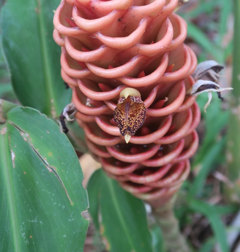Orchid Garden Khaolak-库克卡克海滩必去景点