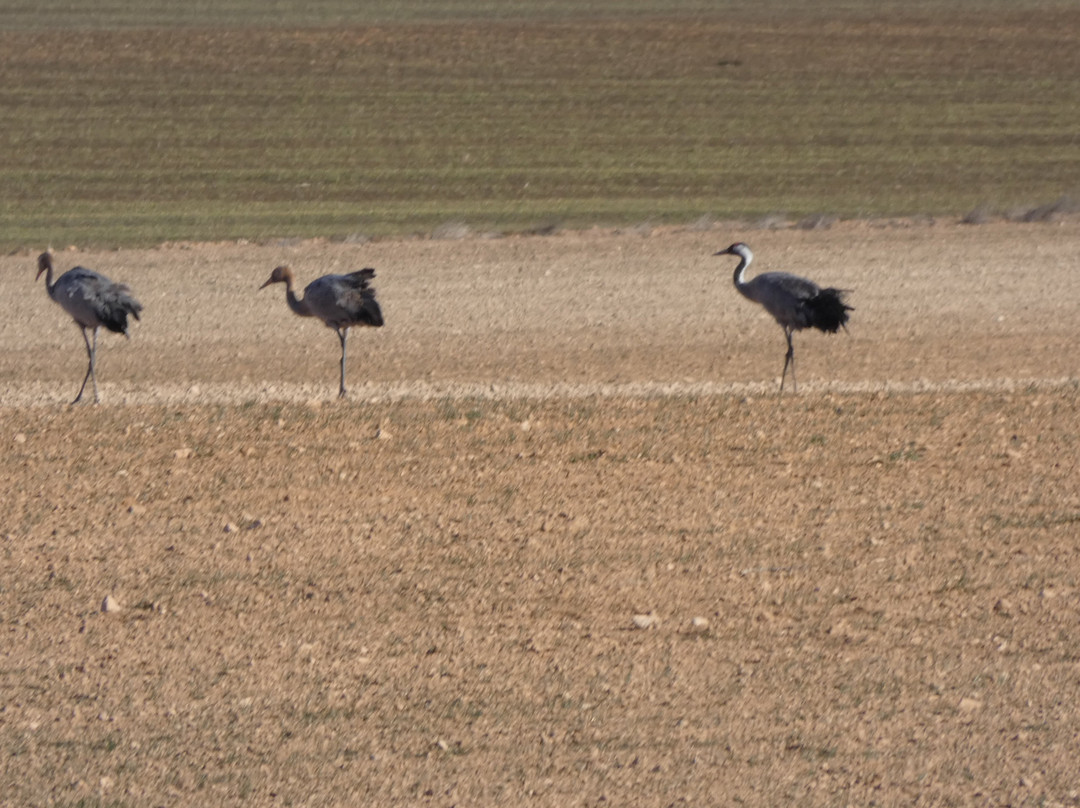 Hotel Enoturismo Mainetes主图