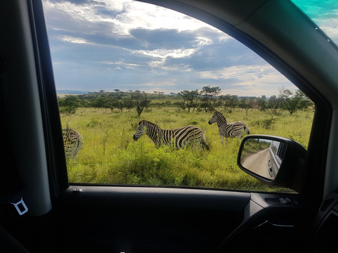 Evo's African Shuttle-三图里恩必去景点