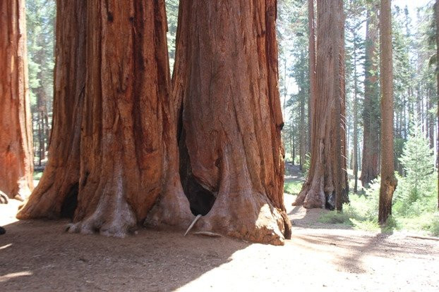 The Parker Group-红杉&国王峡谷国家公园必去景点