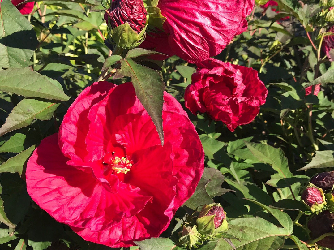 The Rose Gardens of Farmers Branch-Farmers Branch必去景点
