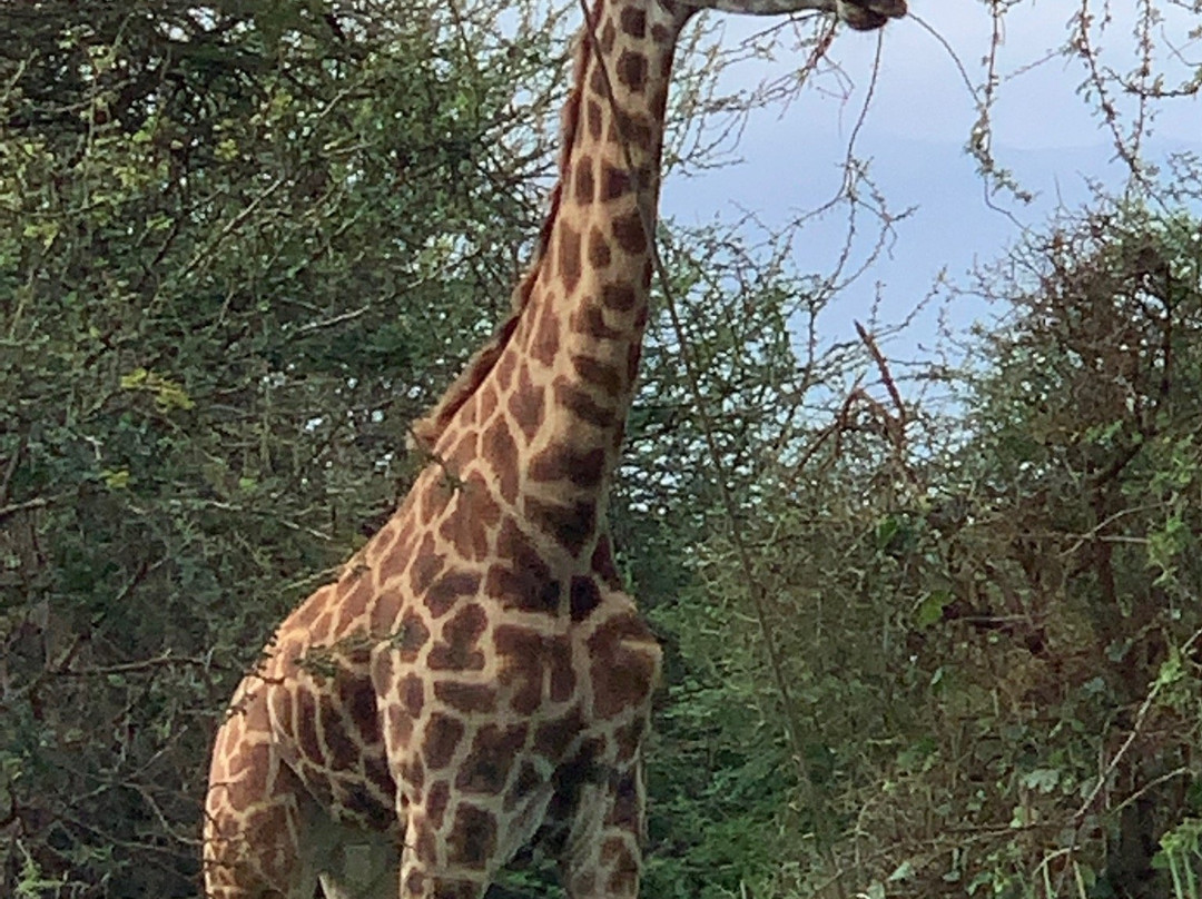 Eddie's Safari Kenya-蒙巴萨必去景点