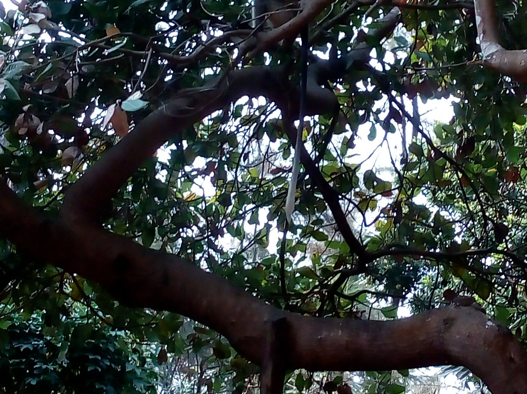 Sai Vishram Beach Resort Byndoor主图