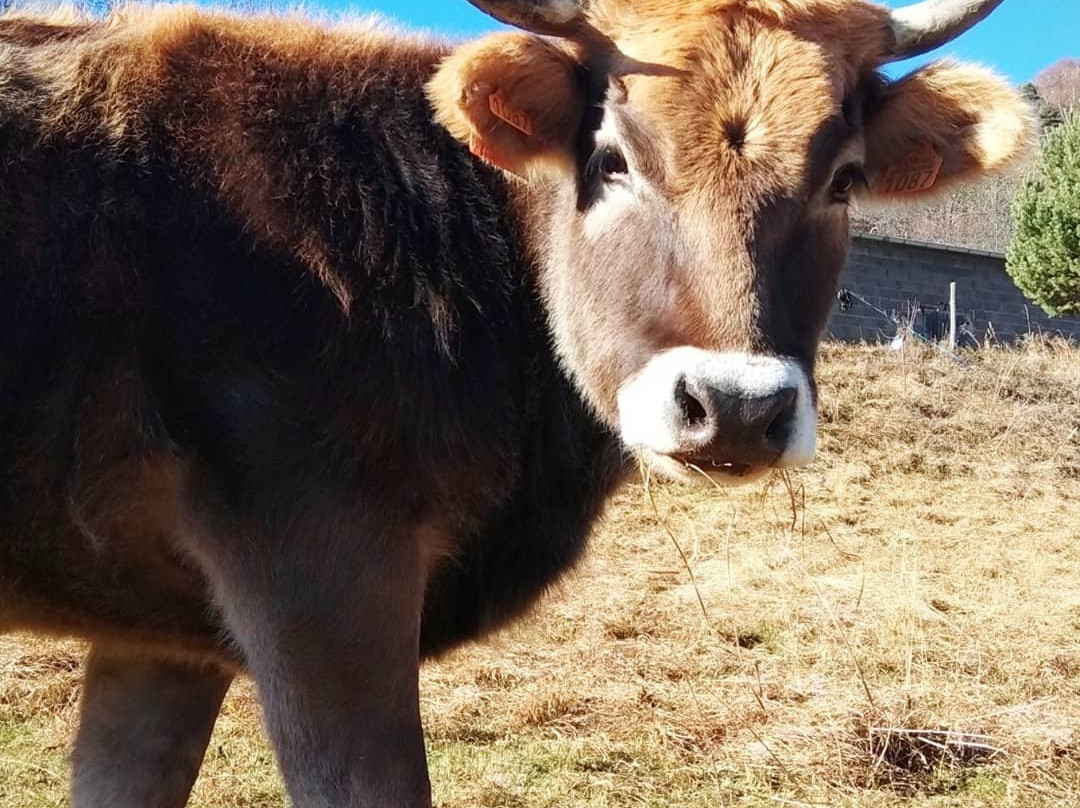 Fonda Ca l'Abel主图