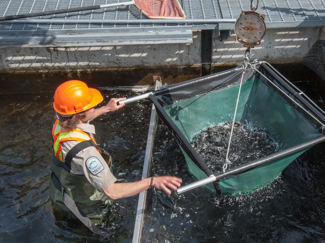 Fraser Valley Trout Hatchery & Visitor Centre景点图片