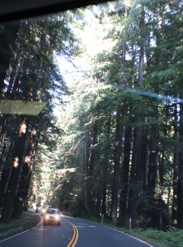 Navarro River Redwoods State Park景点图片