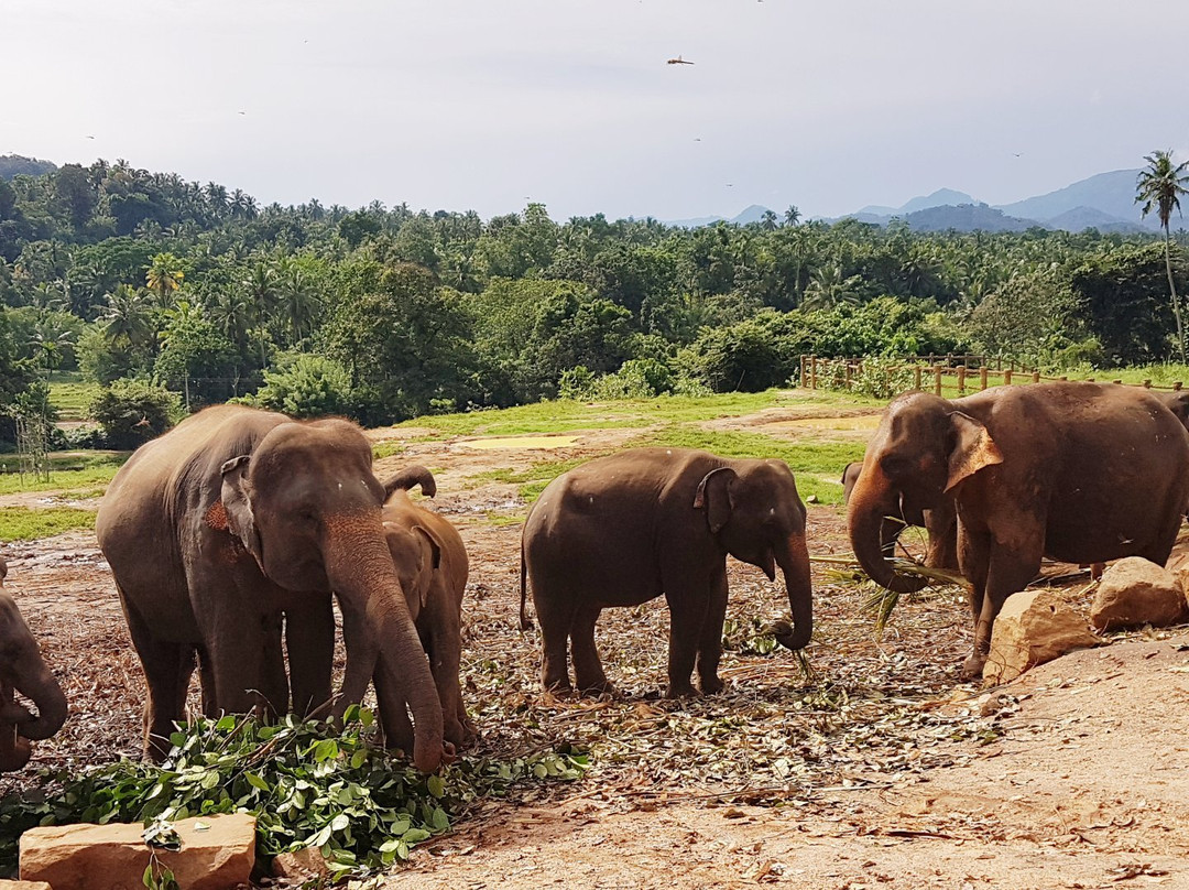 Tony Sri Lanka Tours-亚洪加拉必去景点