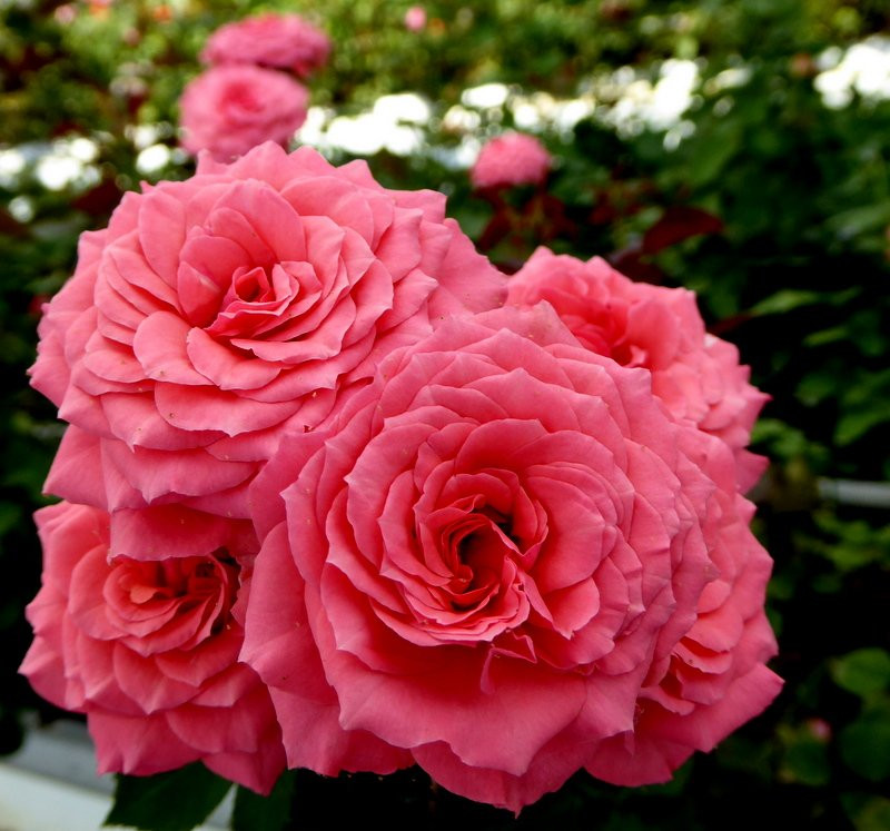 Kanoya Rose Garden-鹿屋市必去景点
