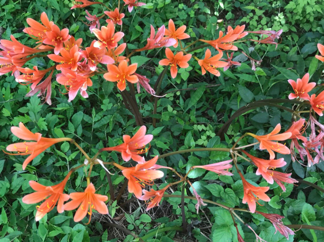 Takayama Shimin no Mori-静冈市必去景点