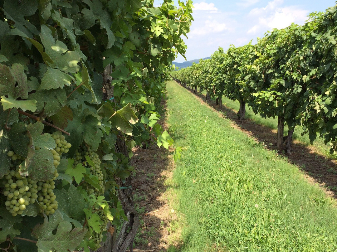 Azienda Agricola Loreggian景点图片