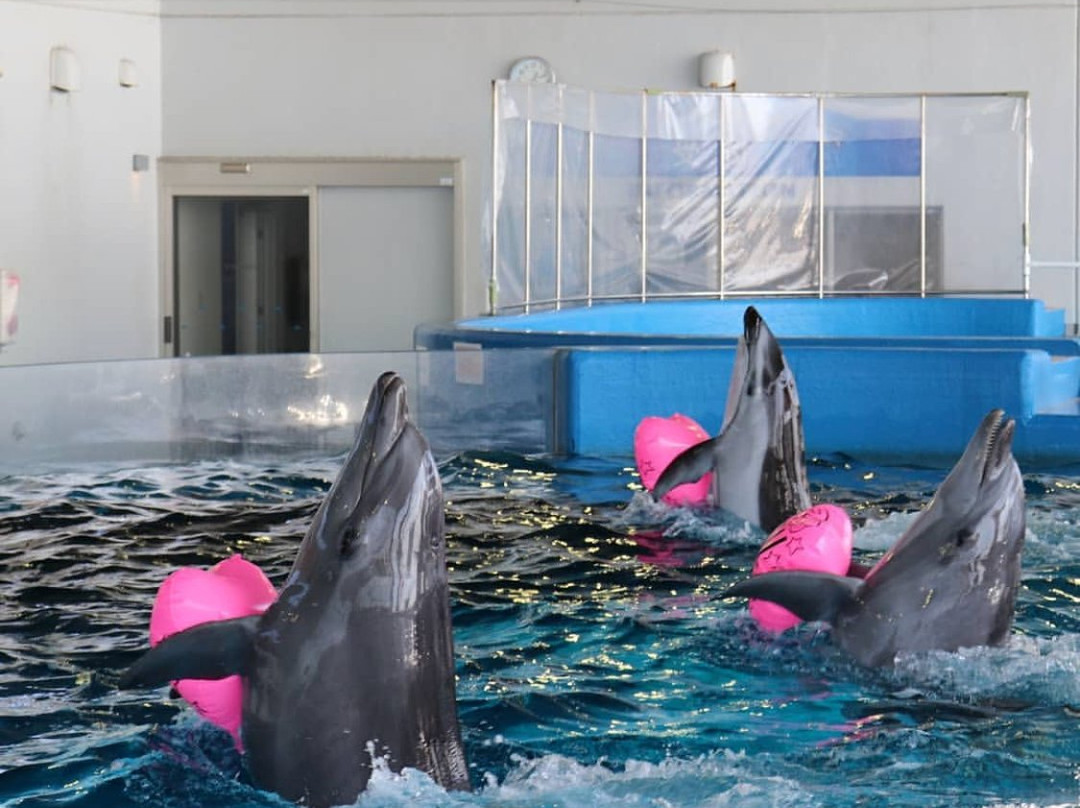 Shibushi Bay Daikoku Dolphin Park景点图片