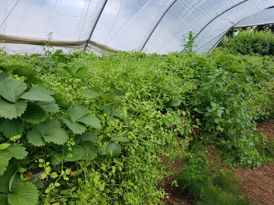 Rectory Farm景点图片