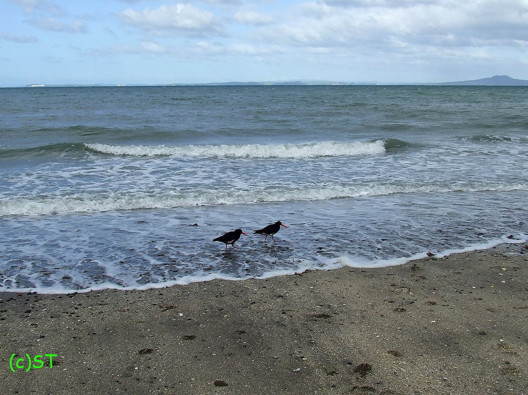 Little Manly Beach-旺阿帕劳阿必去景点