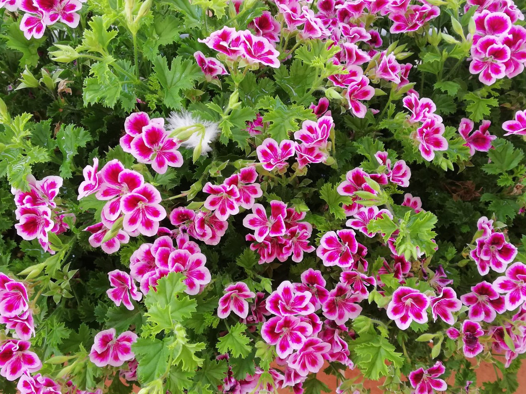 La Roccia Bianca主图