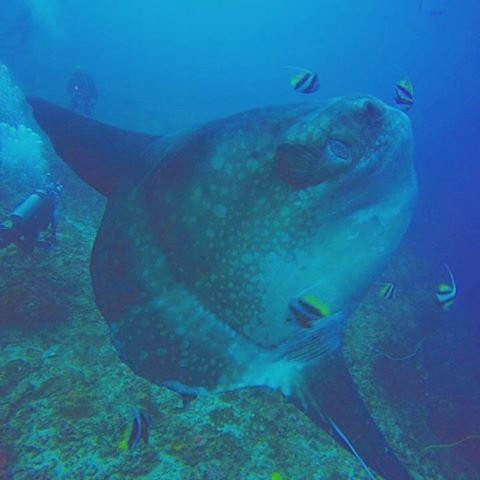 Bali Paradise Scuba-沙努尔必去景点