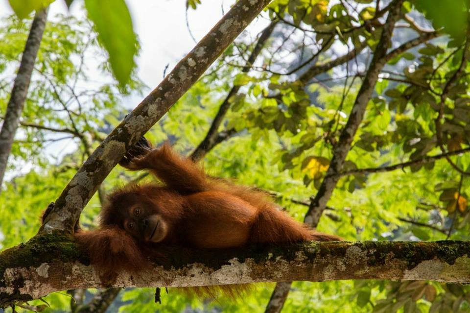 Sumatra Jungle Trek景点图片