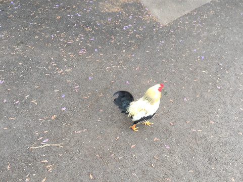 Kamuela Farmers Market-卡慕也拉必去景点