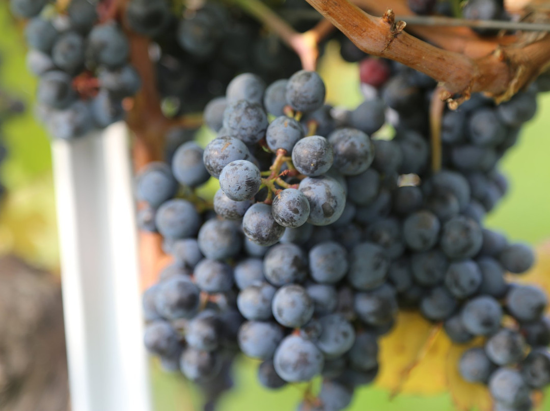 Weingut Familie Pitnauer-Goettlesbrunn必去景点