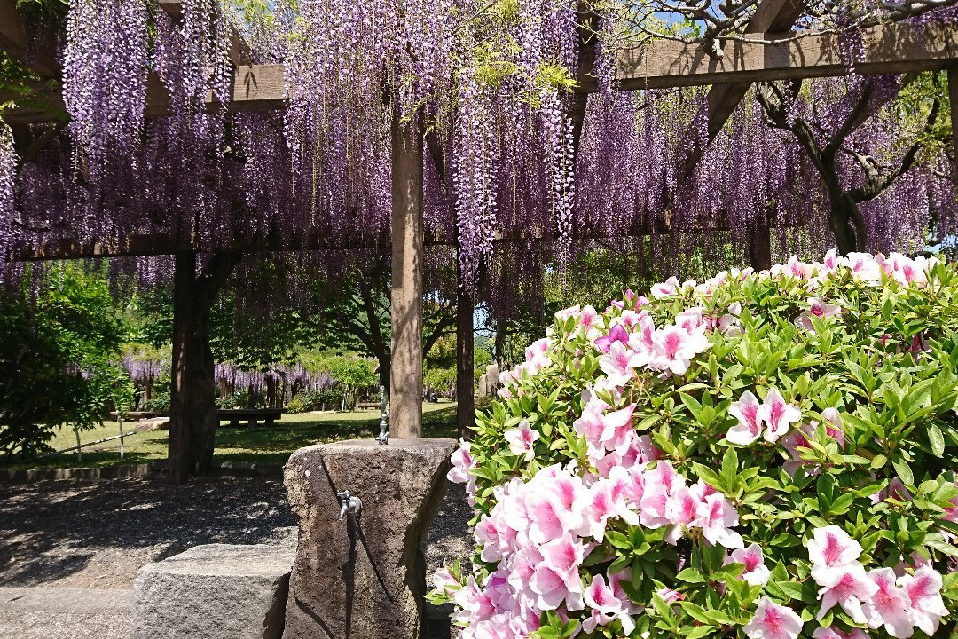 Omishima Fuji Park-今治市必去景点