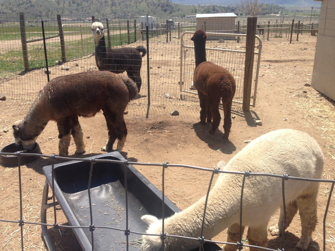 Adorable Alpacas-特哈查比必去景点