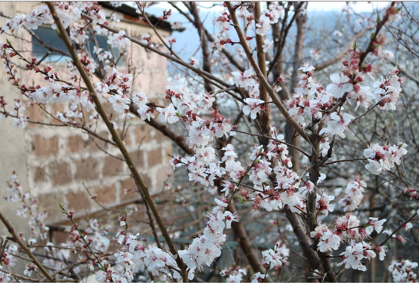 Vanadzor Guest House-官方