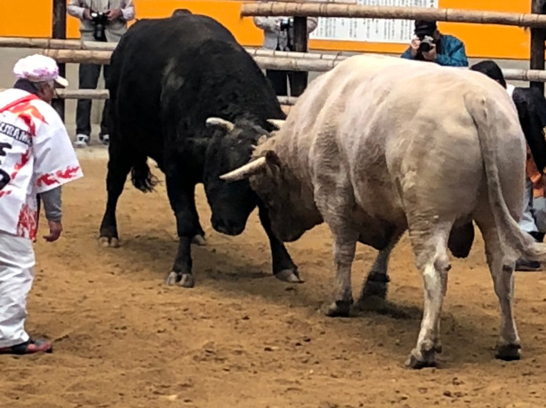 Municipal Bullfights Stadium-宇和岛市必去景点