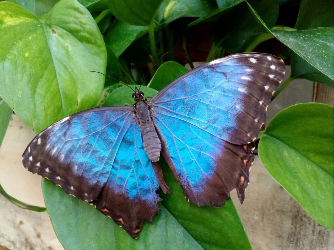 La Casa delle Farfalle