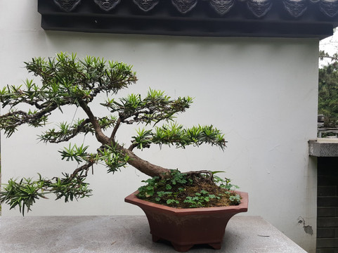 百花潭公园-成都必去景点