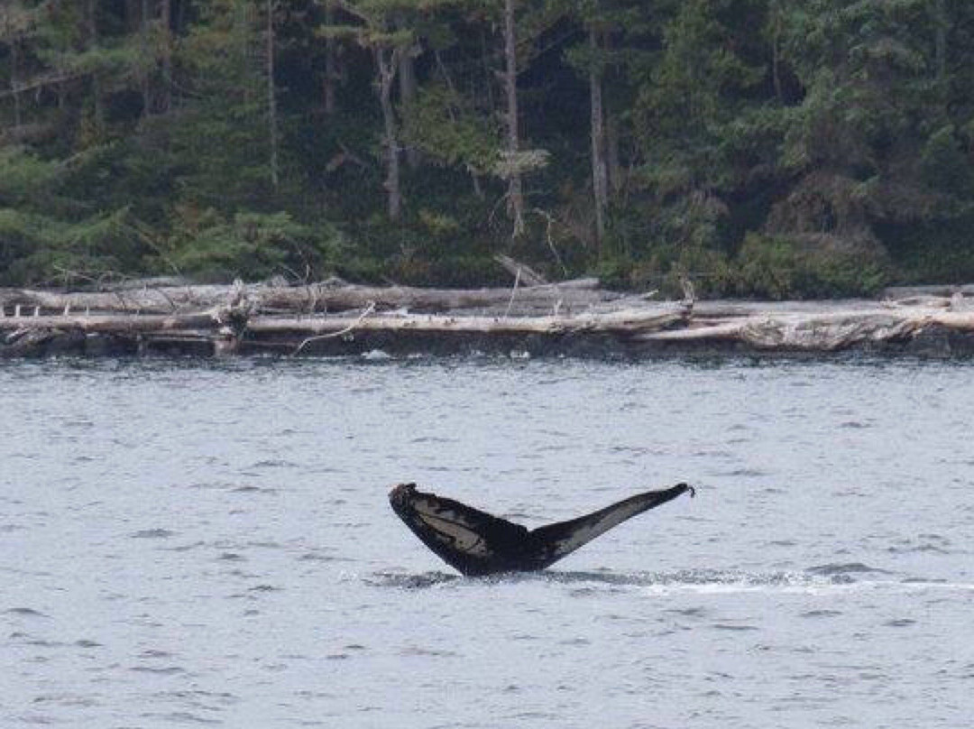 Stubbs Island Whale Watching景点图片
