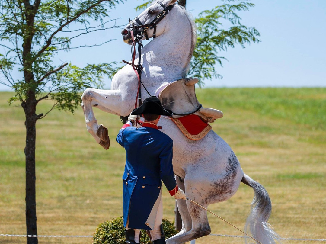 The Tempel Lipizzans-Old Mill Creek必去景点